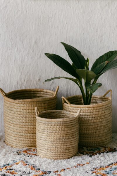 Malawi Planters