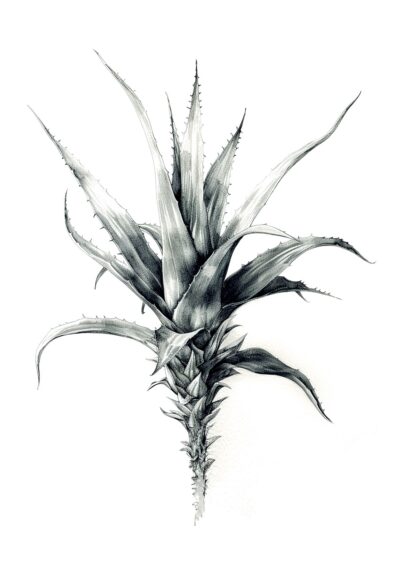 Aloe - Image 2